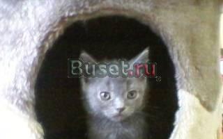 Плюшевые британские котята Москва