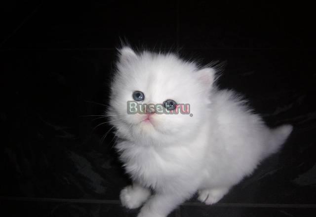 Котята персидские чисто белые Челябинск