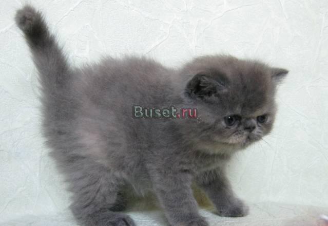 Экзотическая кошечка 2 мес Москва