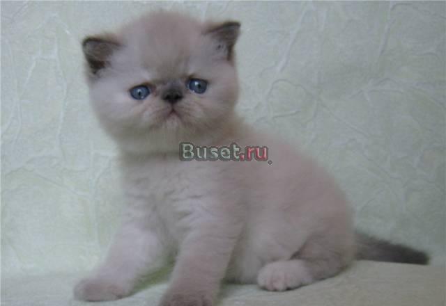 Экзотическая кошечка 2 мес Москва