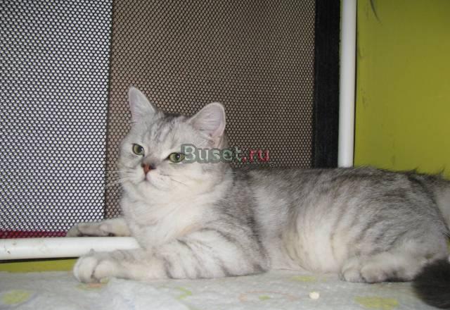 Британский котик Саратов
