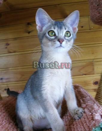 Абиссинские котята любого окраса. Питомник Москва