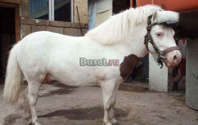 Продам гнедо-пегого пони с голубыми глазами Москва