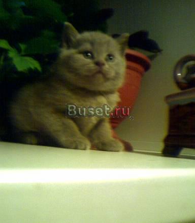 Британские котята голубой (лиловый) и вискас  4 м Саратов