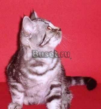 Мраморный шотландский котик Москва