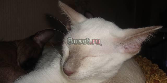 Котики Петербургского Сфинкса( вариация)с документ Санкт-Петербург