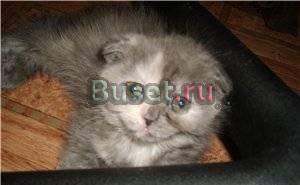 Британские и вислоухие котята однотонные и мрамор Москва
