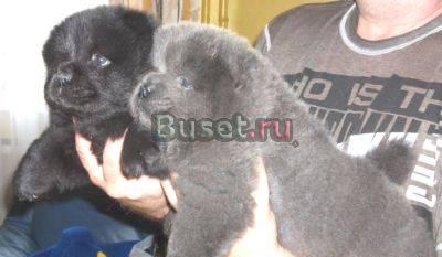 Чау-чау девочки чёрного и мальчик голубого окрасов Клин