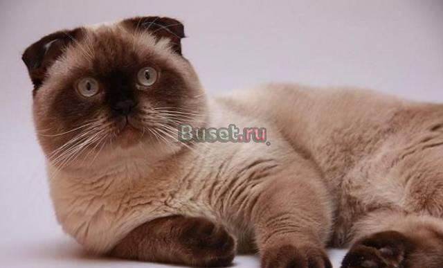 Вязка . Шотландский вислоухий кот колорного окраса Мытищи
