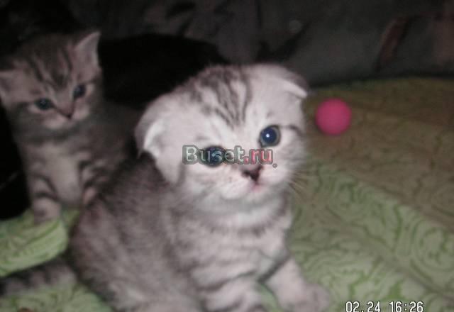Котик скоттиш фолд Самара
