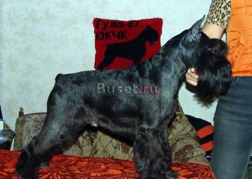 Щенки цвергшнауцера Чебоксары