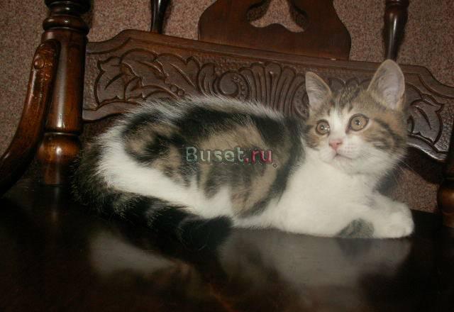 Шотландский котенок Москва