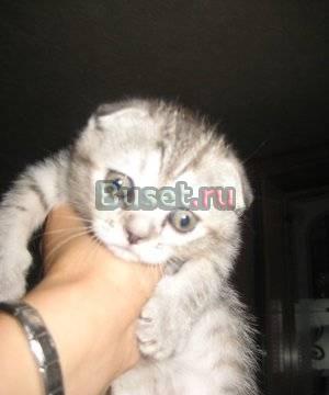 Шотландская вислоухая кошечка Уфа