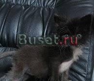 Сибирская кошечка котёнок в дар Москва