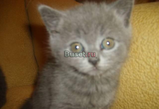 Голубые плюшевые британцы Москва
