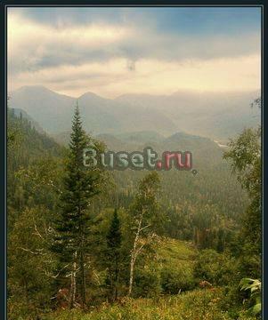 Принимаю заказы на поставку кедрового ореха Канск