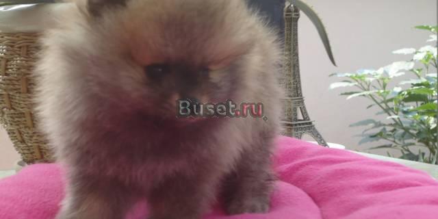Шпиц померанцевый миниатюрный девочка Курск