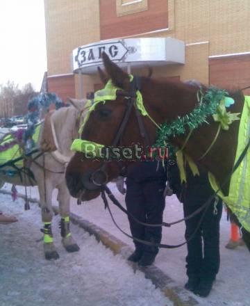 Прокат лошадей, пони, свадебных экипажей Москва