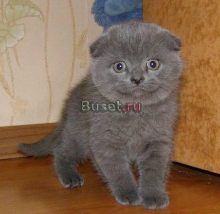 Голубой вислоухий мальчик Москва