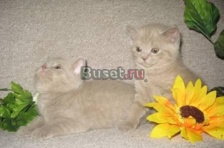 Шотландские котятаСтрайты,плюшевое счастье Москва