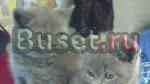 Выставка котят разных пород Москва