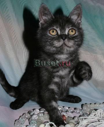 Британский плюшевый котик, редкий окрас черный дым Самара