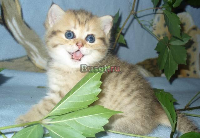 Британские котята золотая шиншилла Москва