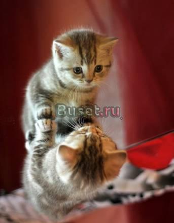 Кошечку породы британская короткошерстная Кемерово