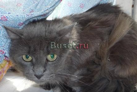 Домашний котик, голубого окраса ищет хозяина Санкт-Петербург