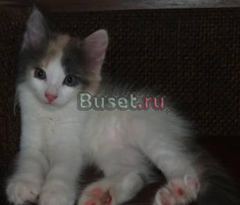 Скромница  Тая котенок 1,5 месяца, в дар, в добрые Москва