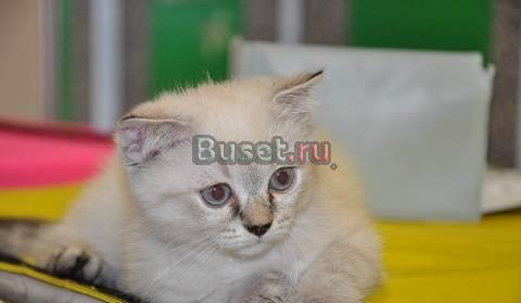 Шотландцы коты 2,5мес.-очаровашки Москва