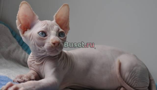 Канадский сфинкс котята различных окрасов Москва