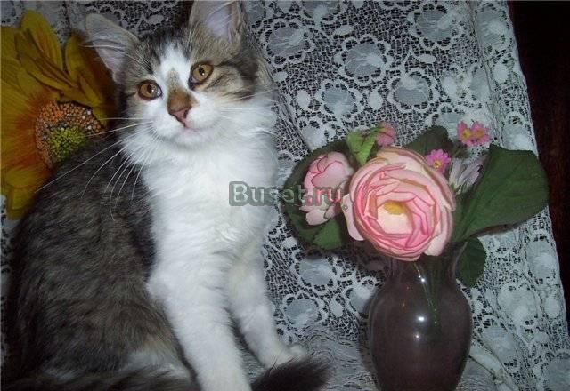 Котенок девочка по имени Клякса, в дар Москва