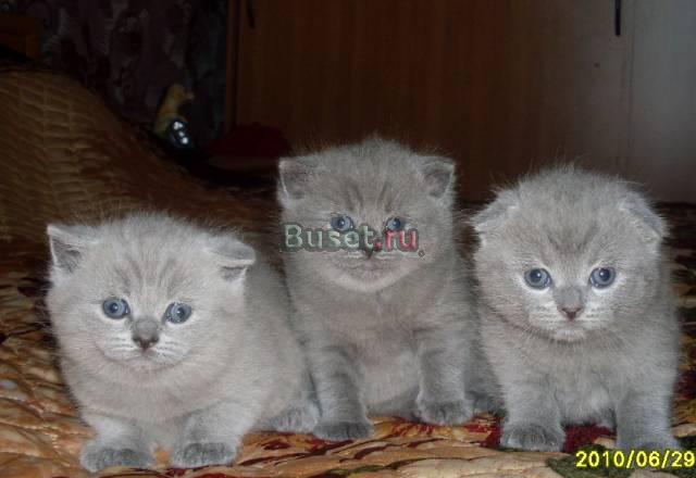 Продаются Британские и шотландские котята Москва