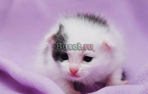Малыш Пиратик в дар Москва