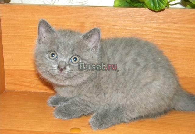 Британская кошечка Москва