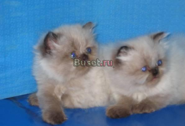 Персидские котята мальчики Казань