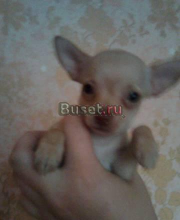 Чишки девочки 1.5 и 2кг Москва