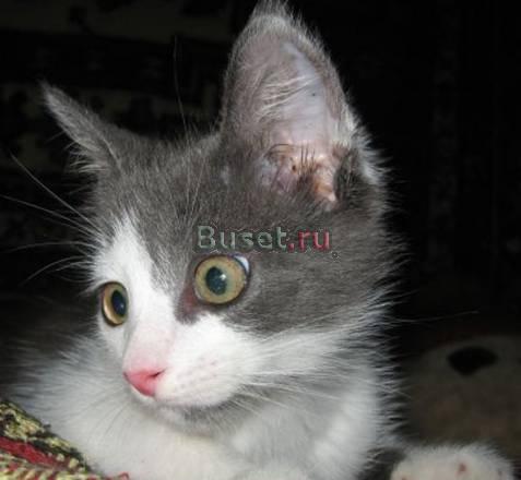 В дар котенок мальчик, 2 мес Москва
