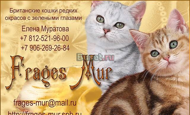 Золотые и серебристые шиншиллы Москва