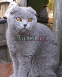 Британские клубные котята Москва