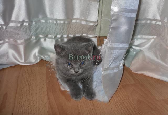 Британские котята.Продам Москва