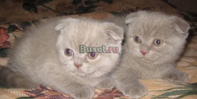 Шотландская вислоухая кошечка Санкт-Петербург