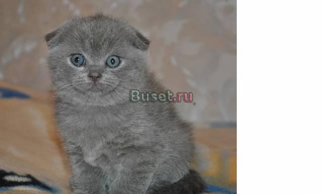 Шотландская вислоухая кошечка Москва