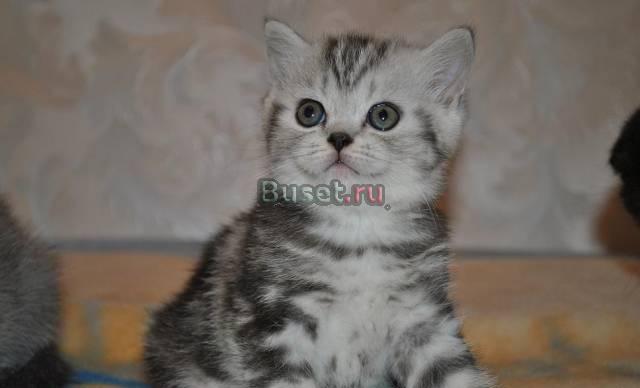 Британские котята Москва