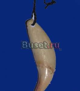 Клык медведя. Размер 7-8 см.  Красноярск