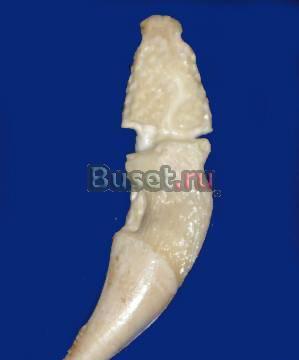 Клык медведя (резной). Размер 7-8 см. Красноярск