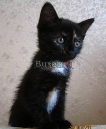 Отдам котенка в добрые руки Москва