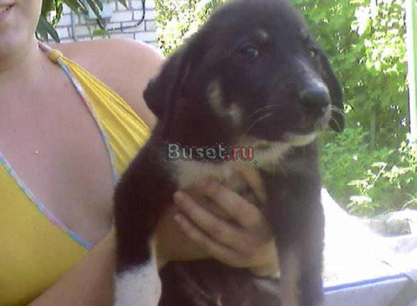 Щенки Волгоград