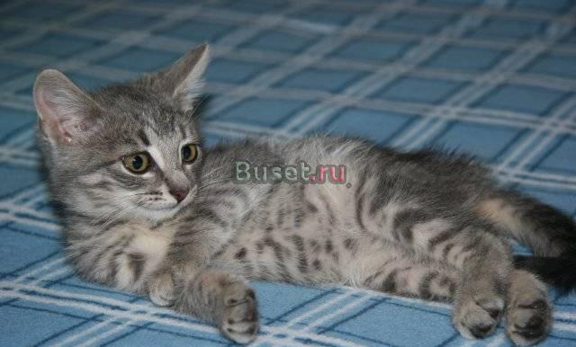 Котенок Кнопочка в дар Москва
